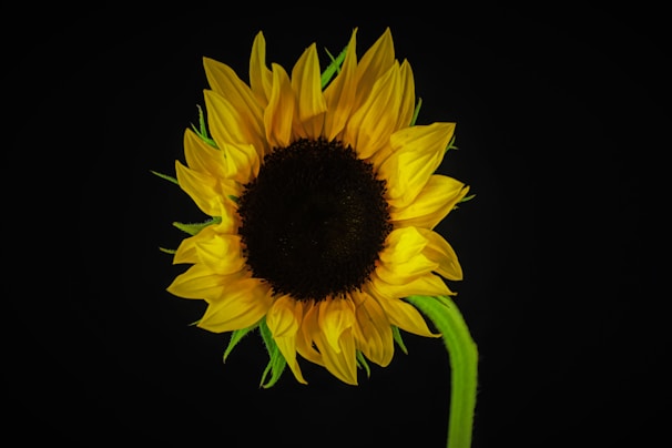 a large sunflower with a black background