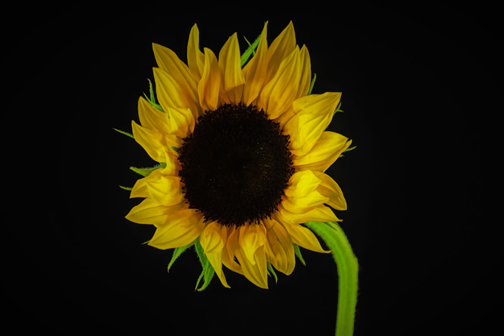 eine große Sonnenblume mit schwarzem Hintergrund