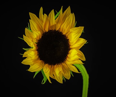 a large sunflower with a black background