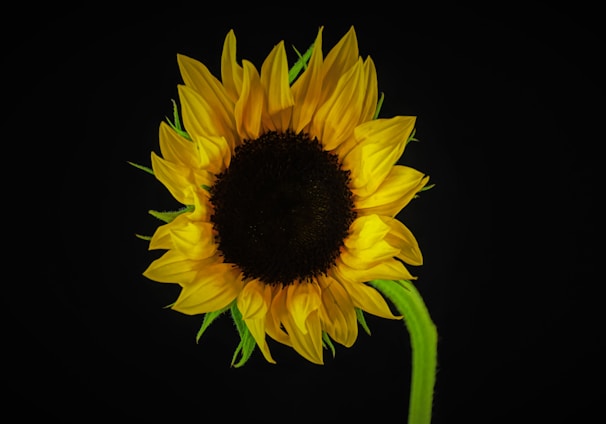 a large sunflower with a black background