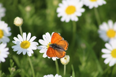 remèdes naturels santé