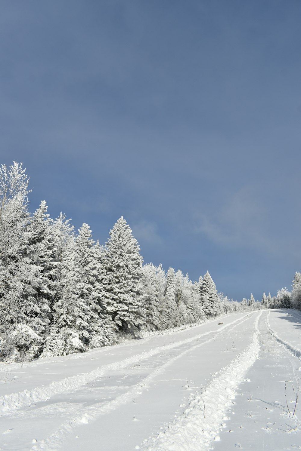 a snow covered road surrounded by trees under a blue sky