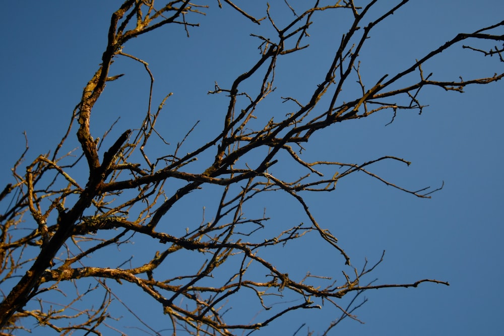 a tree without leaves with a blue sky in the background