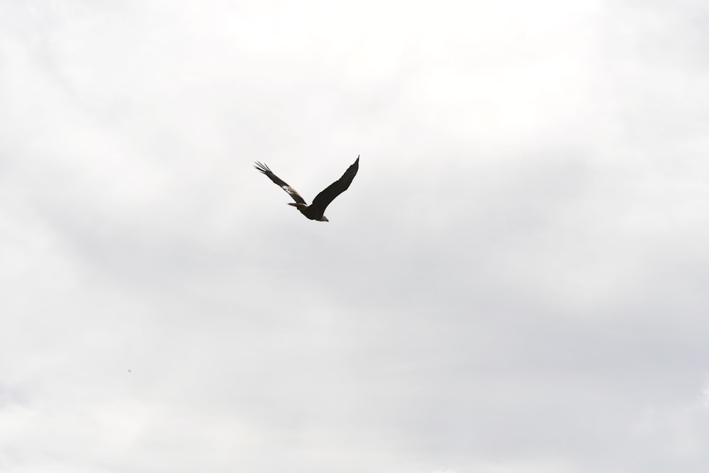 a large bird flying through a cloudy sky