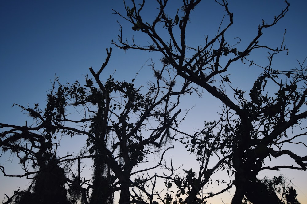 the silhouette of a tree against a blue sky