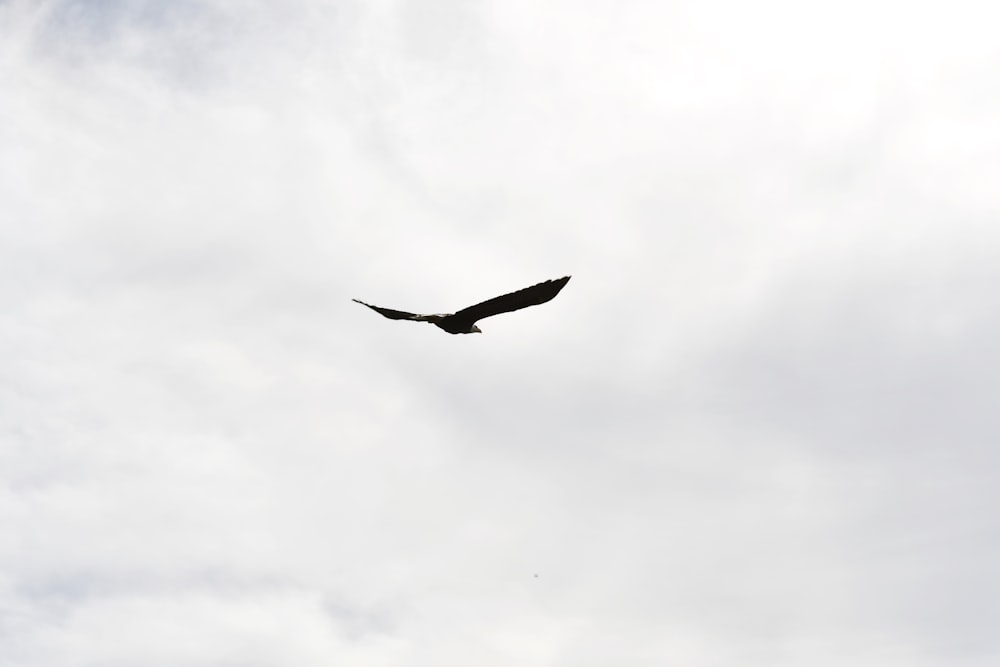 a large bird flying through a cloudy sky