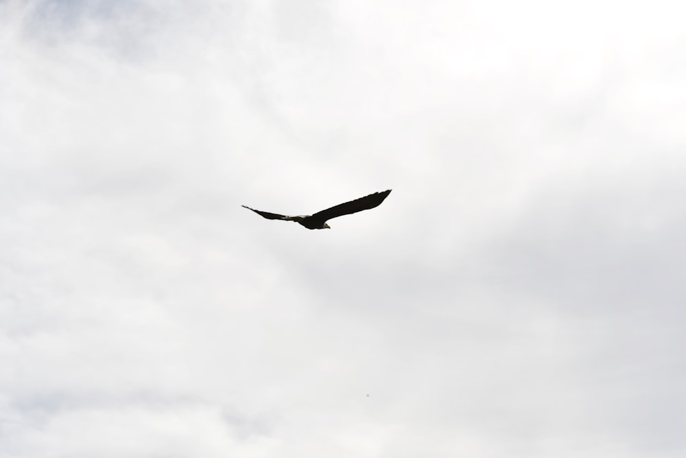 Un gran pájaro volando a través de un cielo nublado
