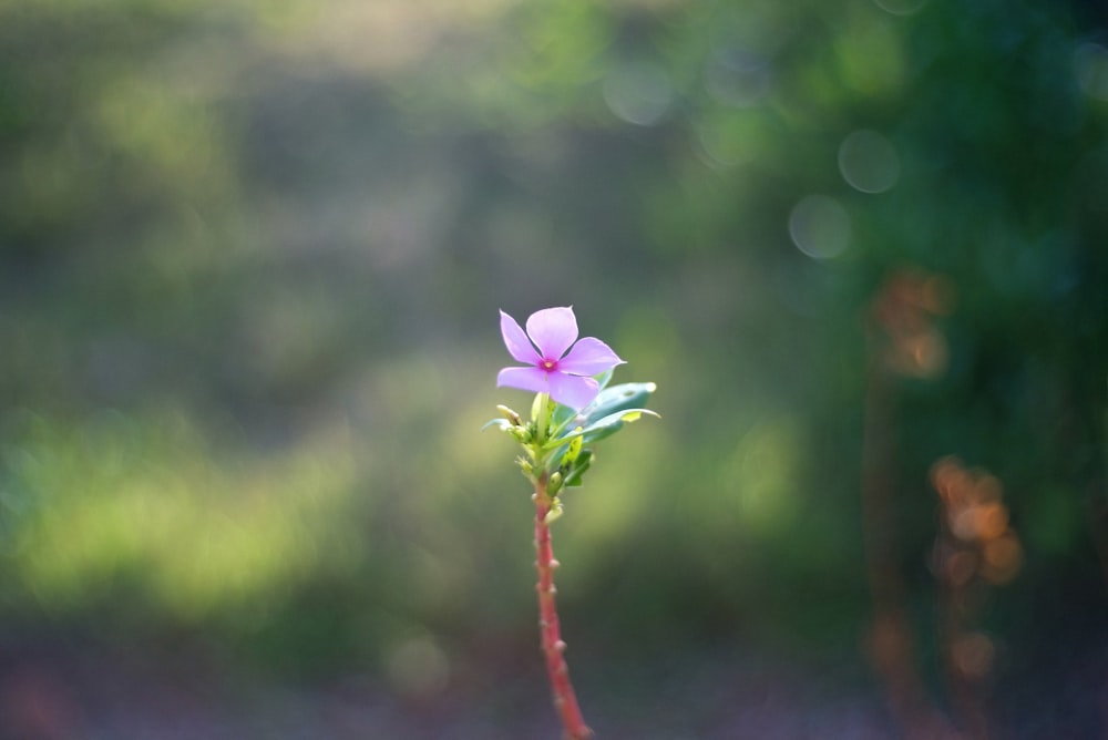 a small pink flower sitting on top of a green plant