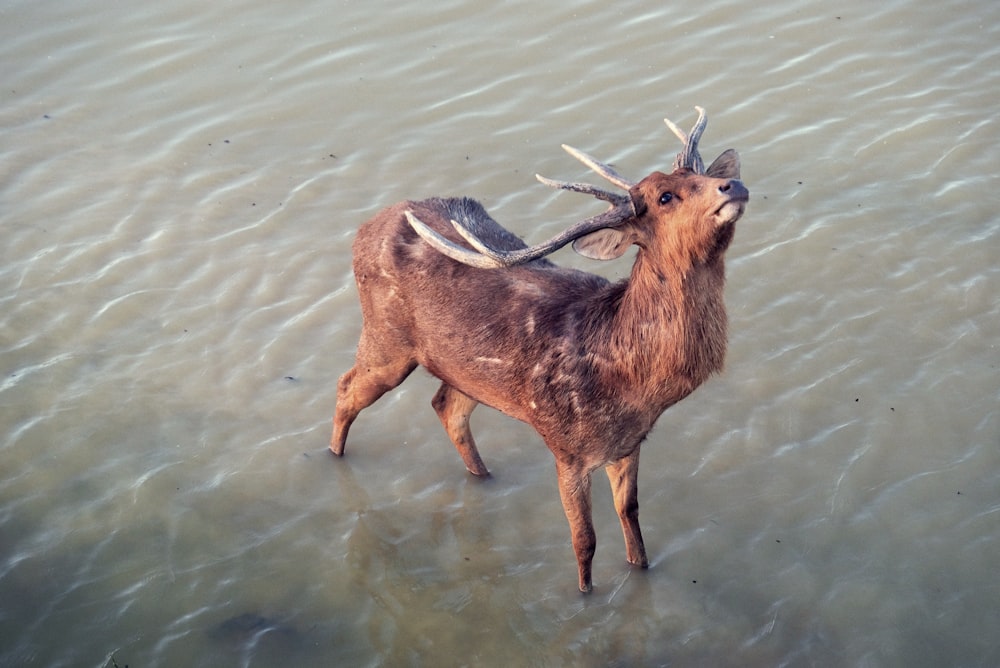 a deer standing in a body of water