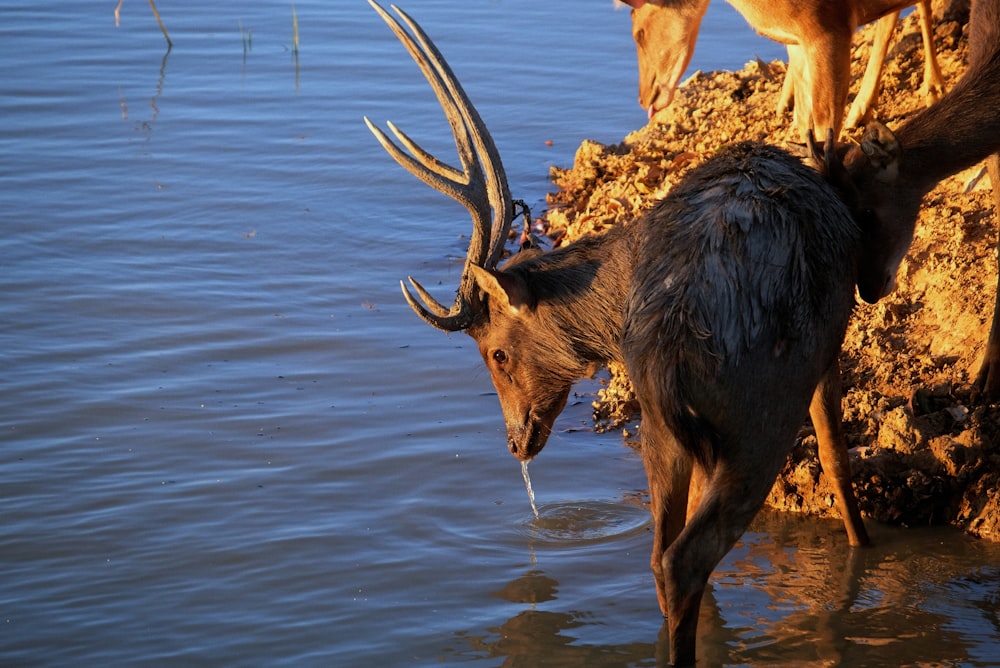 a couple of animals that are standing in the water