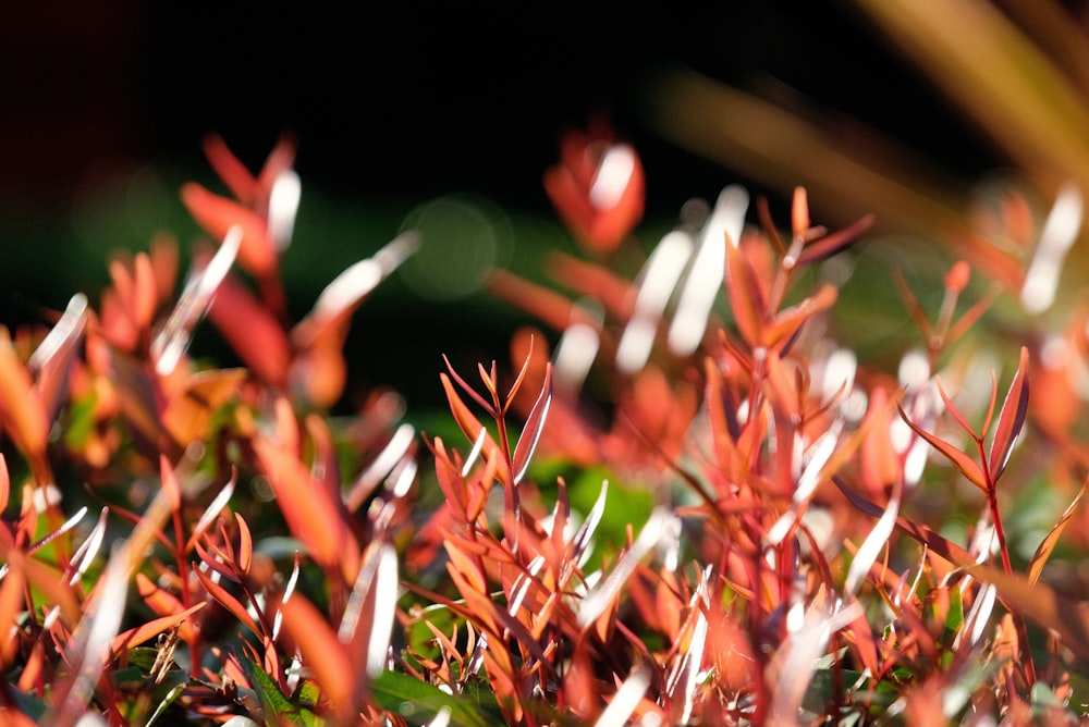 Un primer plano de un arbusto con hojas rojas