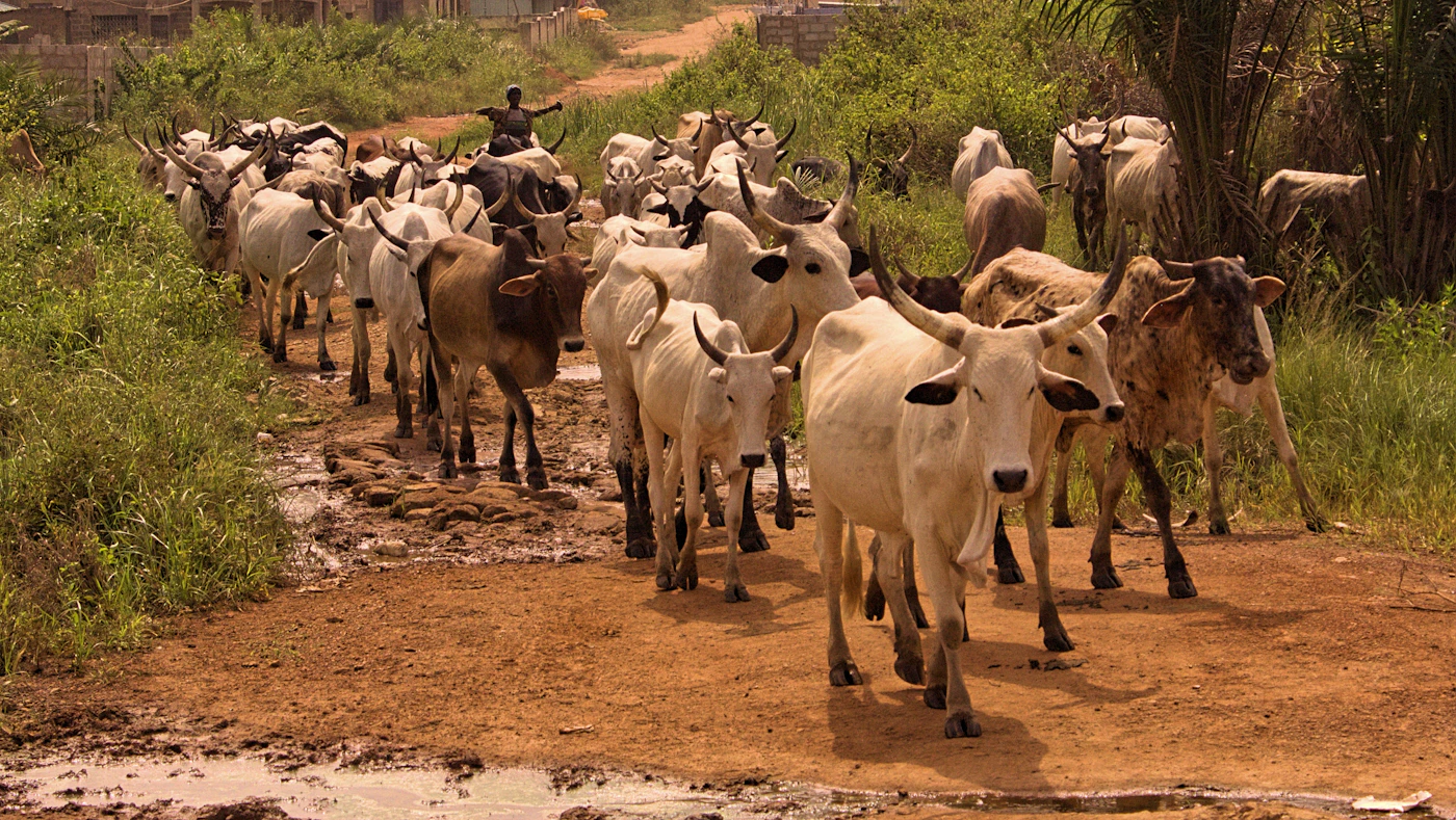 Dairy & Livestock