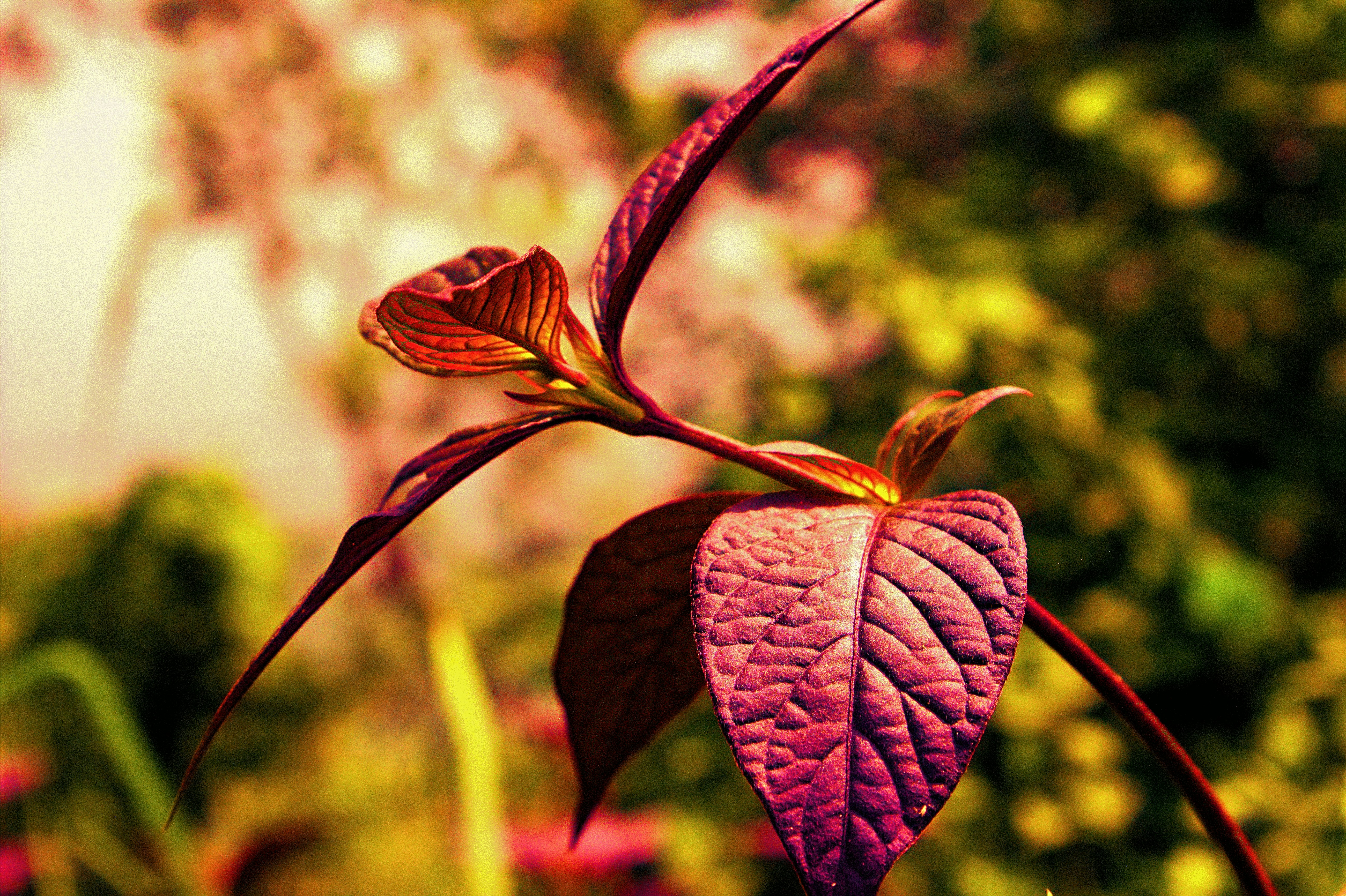 Photo by dsjrgraphics