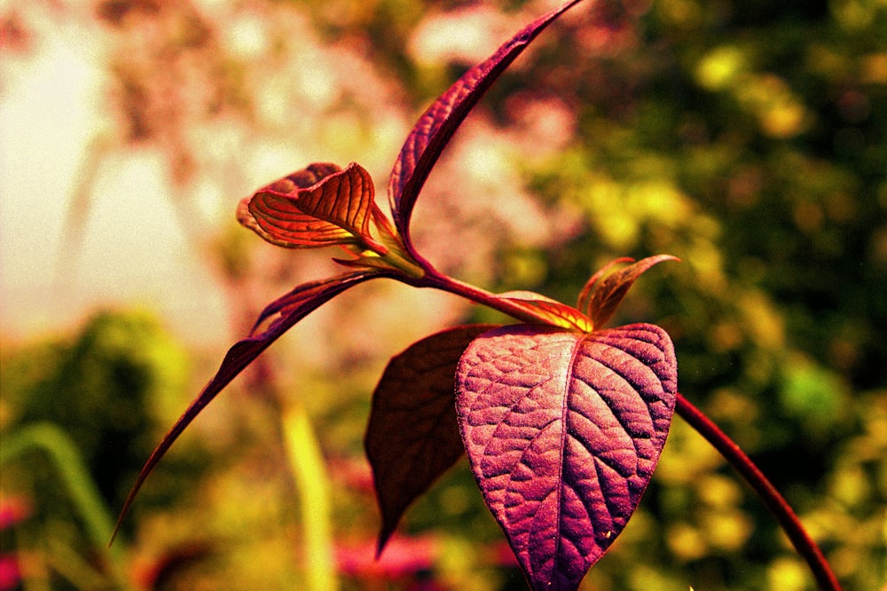 um close up de uma planta roxa com folhas