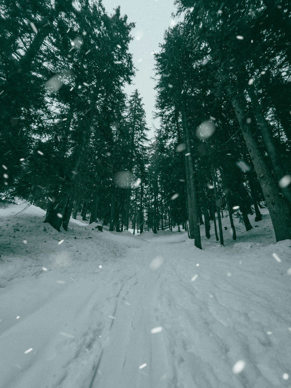 a snow covered road in the middle of a forest