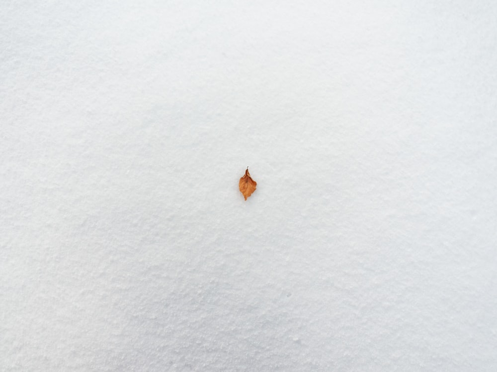 a small leaf is sitting in the snow