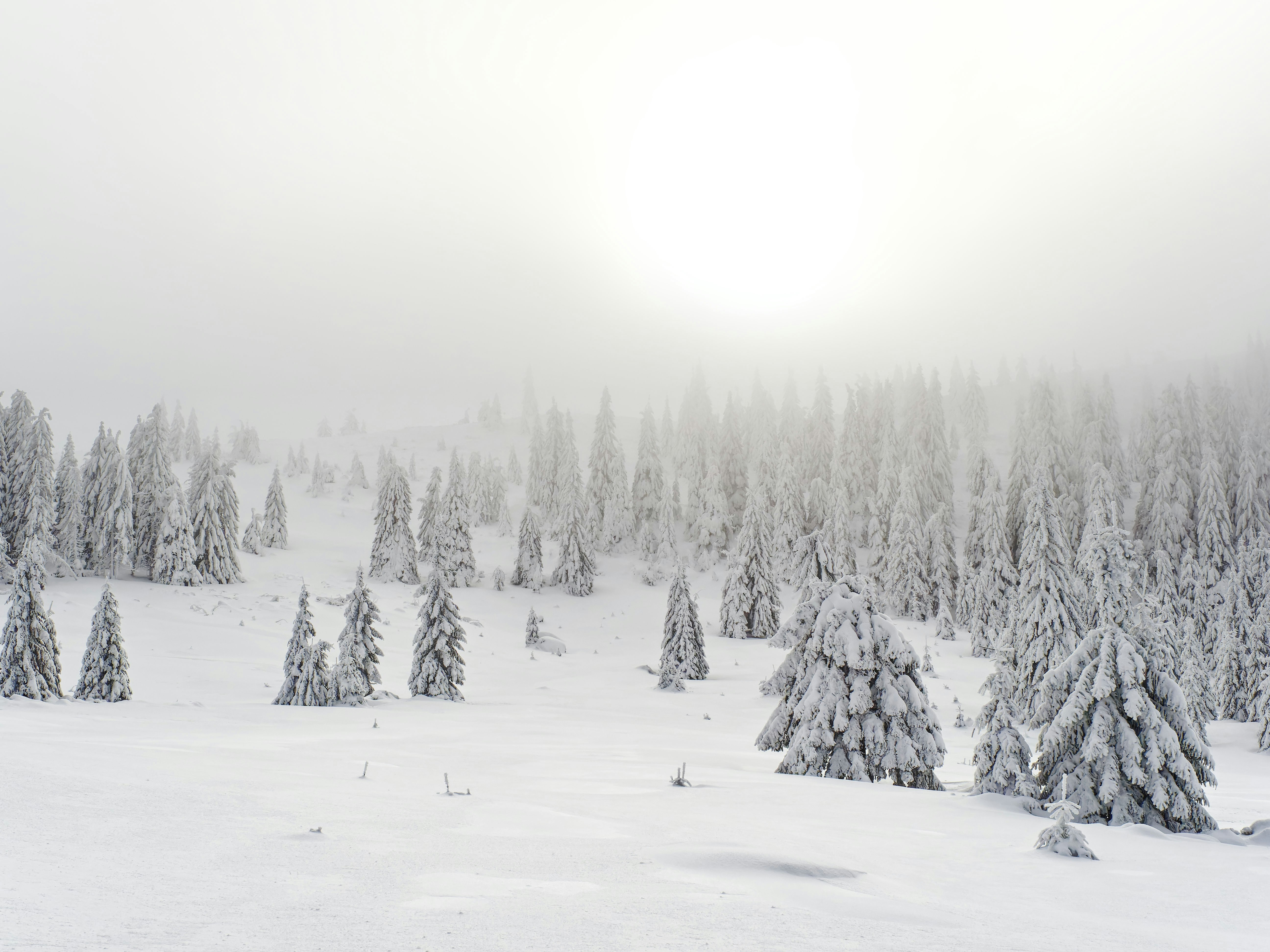 Photo by illes_cristi