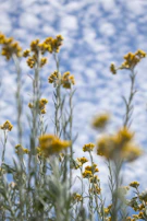 A colorful patch of wildflowers swaying gently in the breeze under a blue sky.