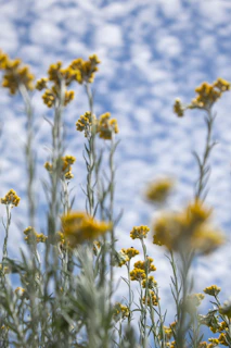 A colorful patch of wildflowers swaying gently in the breeze under a blue sky.