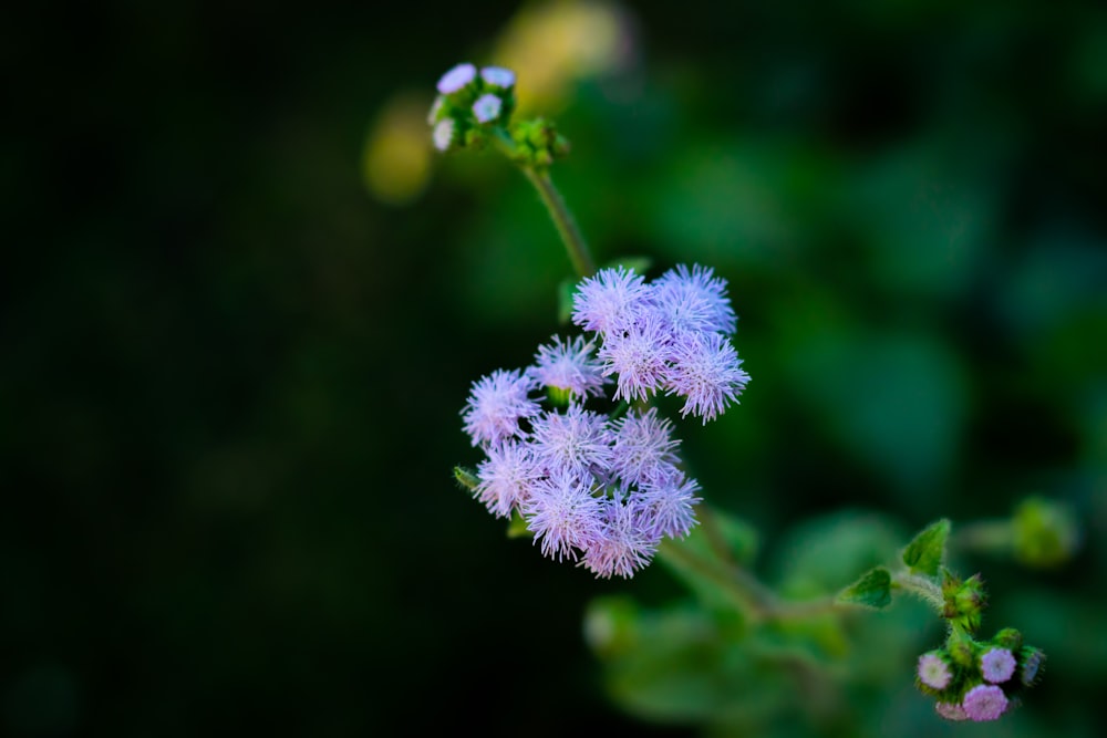 Un primo piano di un fiore viola su una pianta