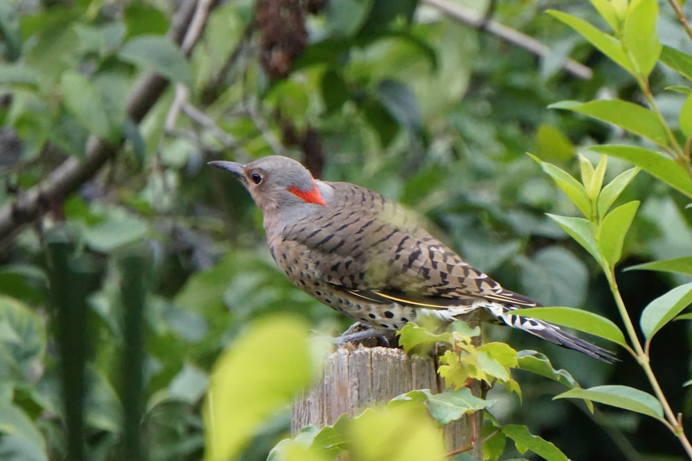 a bird perched on top of a wooden post