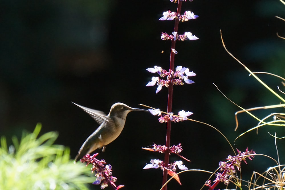 a hummingbird perches on a purple flower