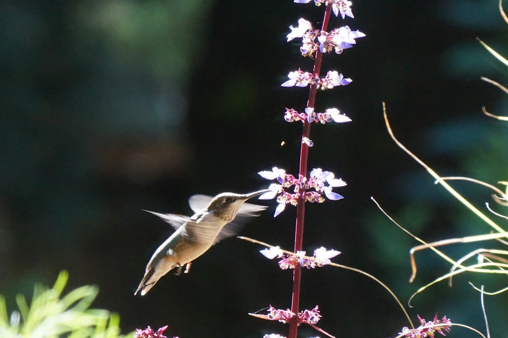 a hummingbird is flying near a flower