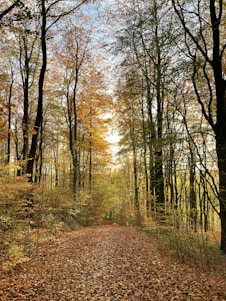 A serene forest path blanketed with golden and red leaves under soft autumn sunlight.