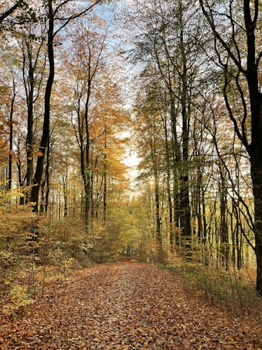 A warm, sunlit forest path lined with golden leaves and deep green foliage, inviting a peaceful walk.