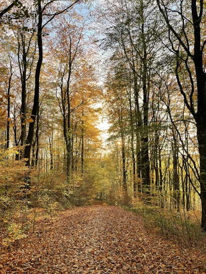A serene forest path blanketed with golden and red leaves under soft autumn sunlight.