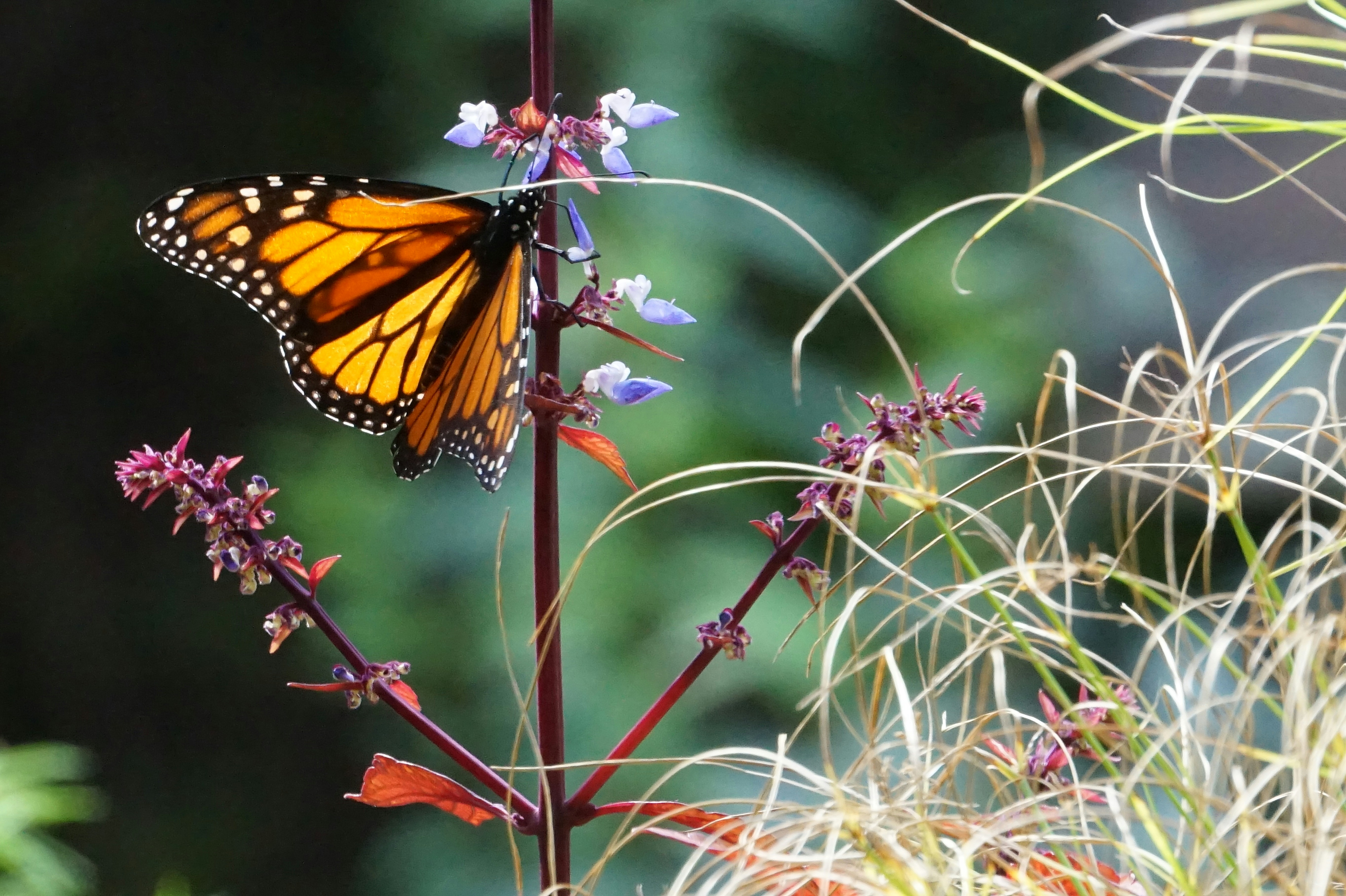 a butterfly sitting on top of a purple flower