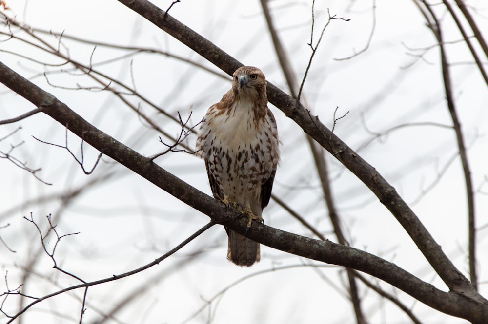 a hawk sitting on a branch of a tree