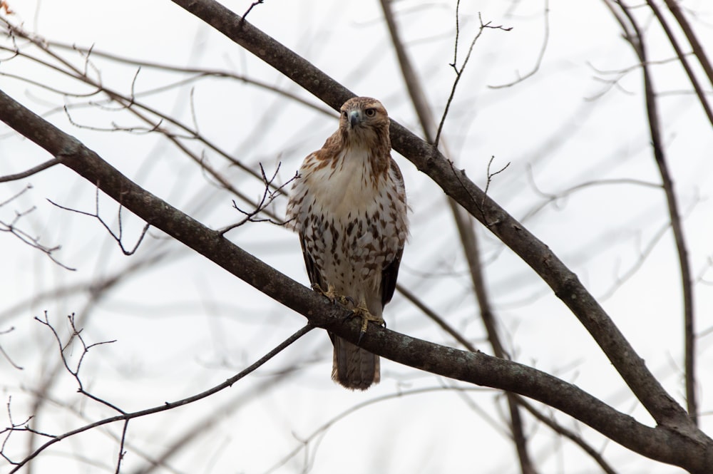 Un falco seduto su un ramo di un albero