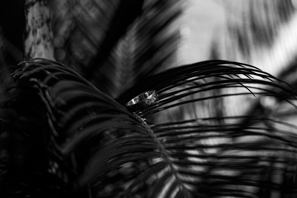 a black and white photo of a palm tree