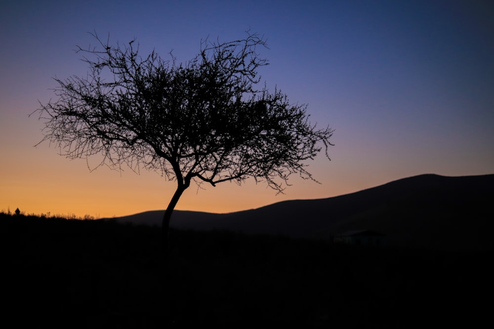 a silhouette of a tree with a sunset in the background