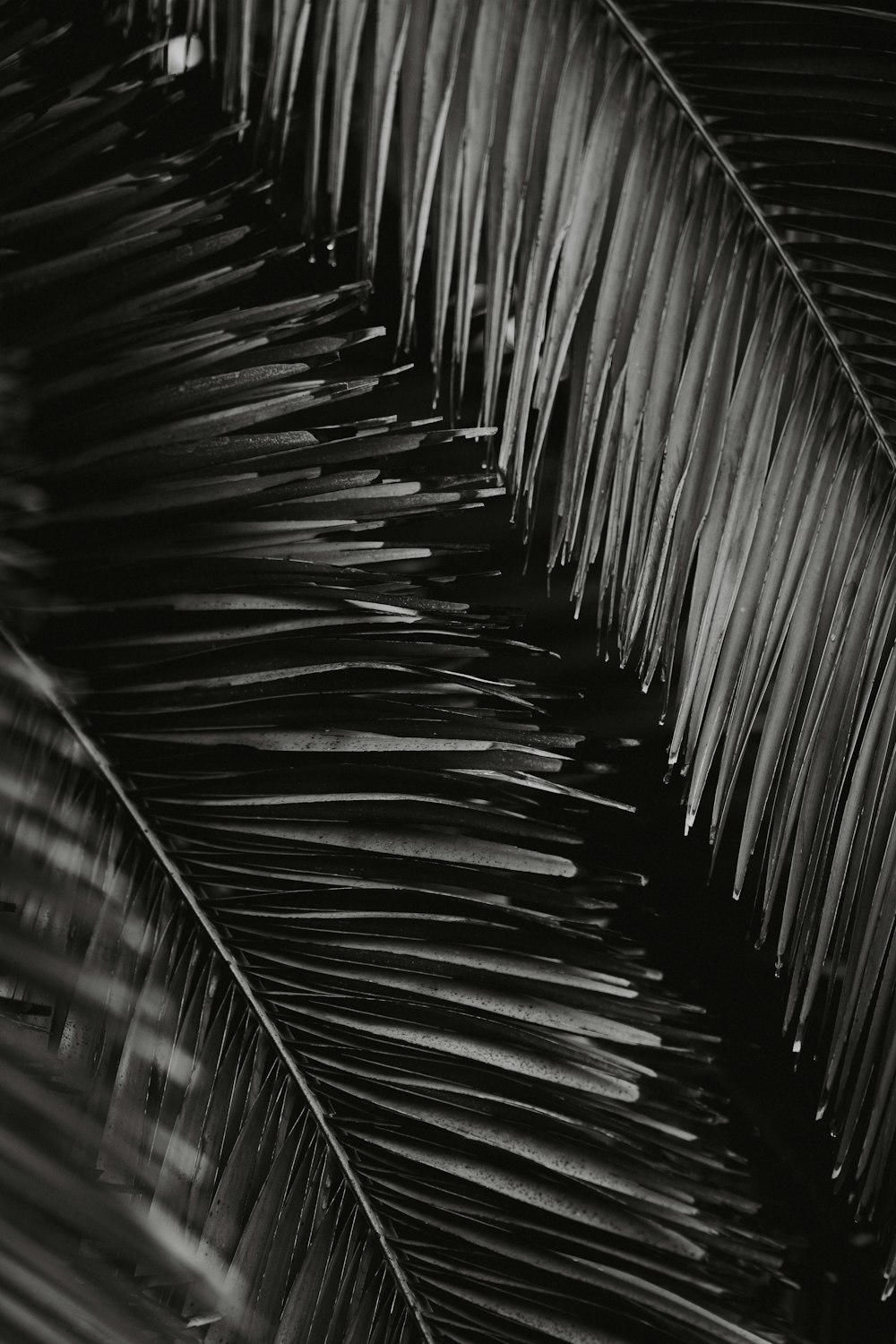 a black and white photo of a palm leaf