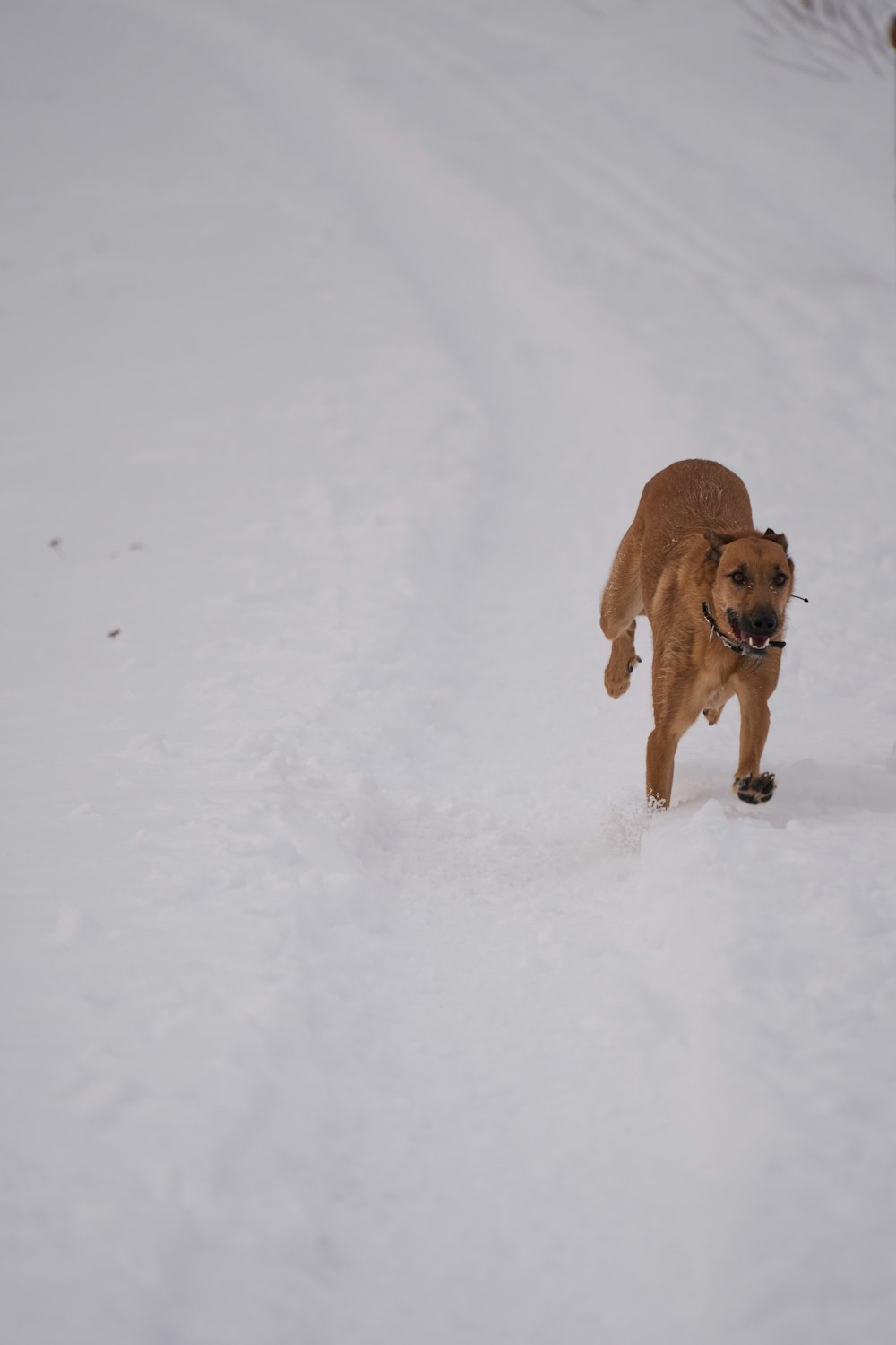 a dog running in the snow with a frisbee in its mouth