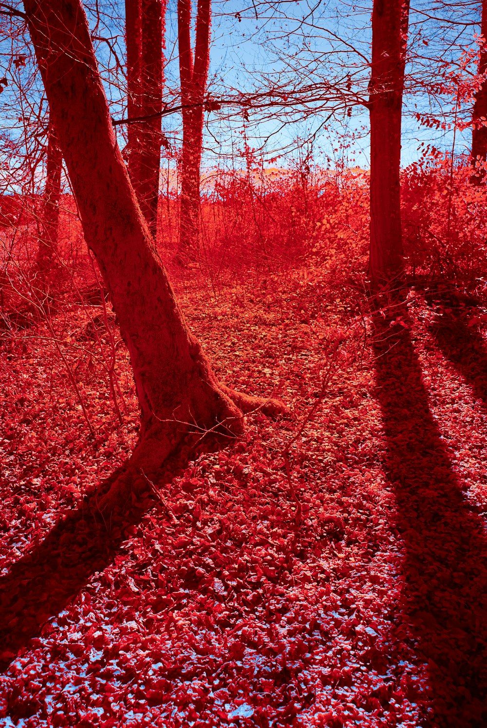 red leaves cover the ground in a wooded area