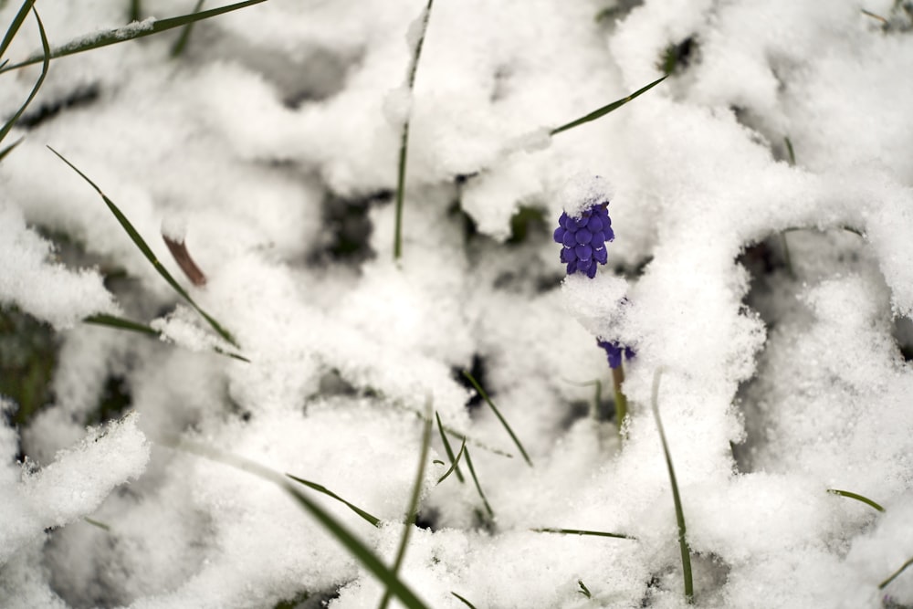 a small blue flower sitting on top of snow covered ground