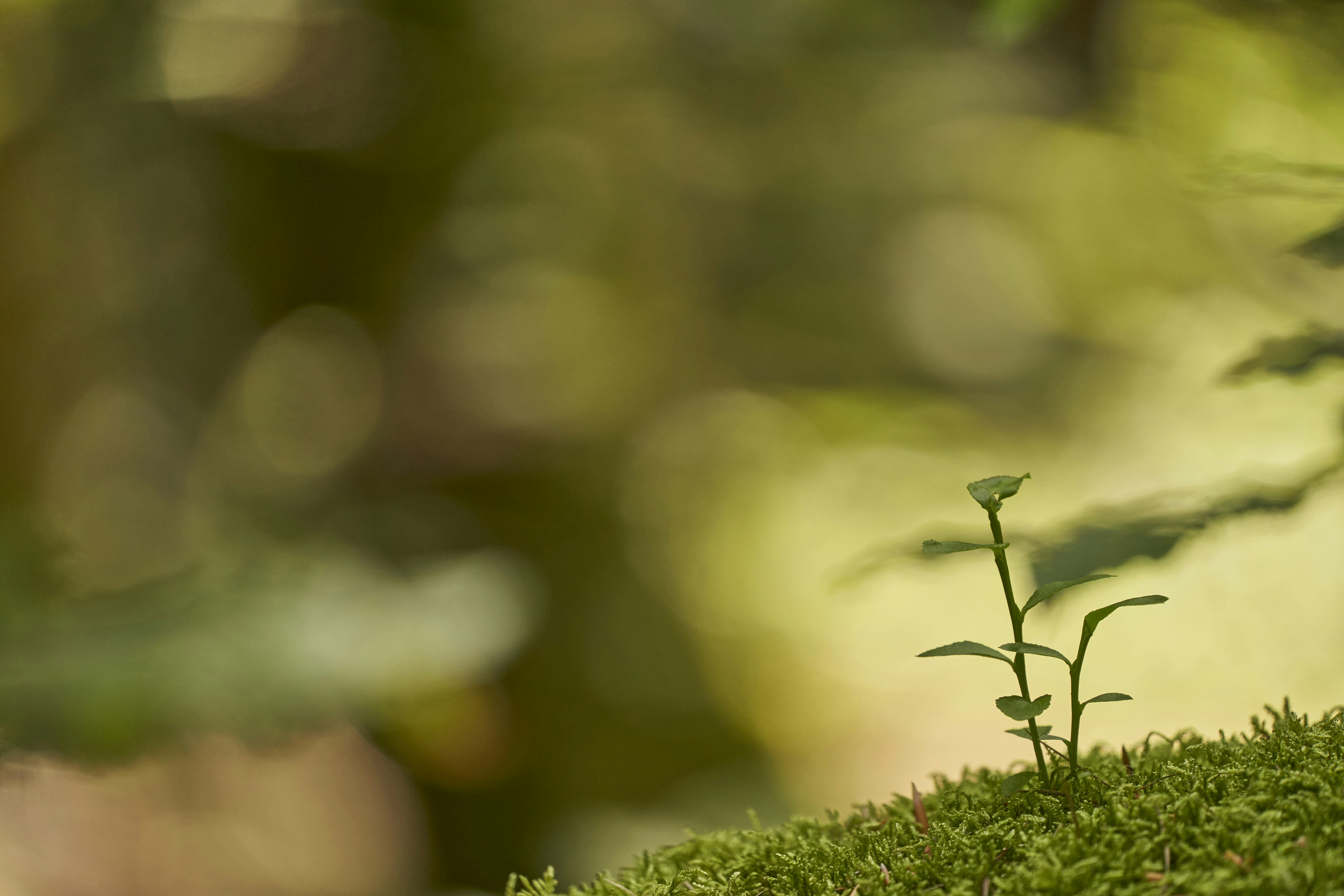 Photo by wolfgang_hasselmann