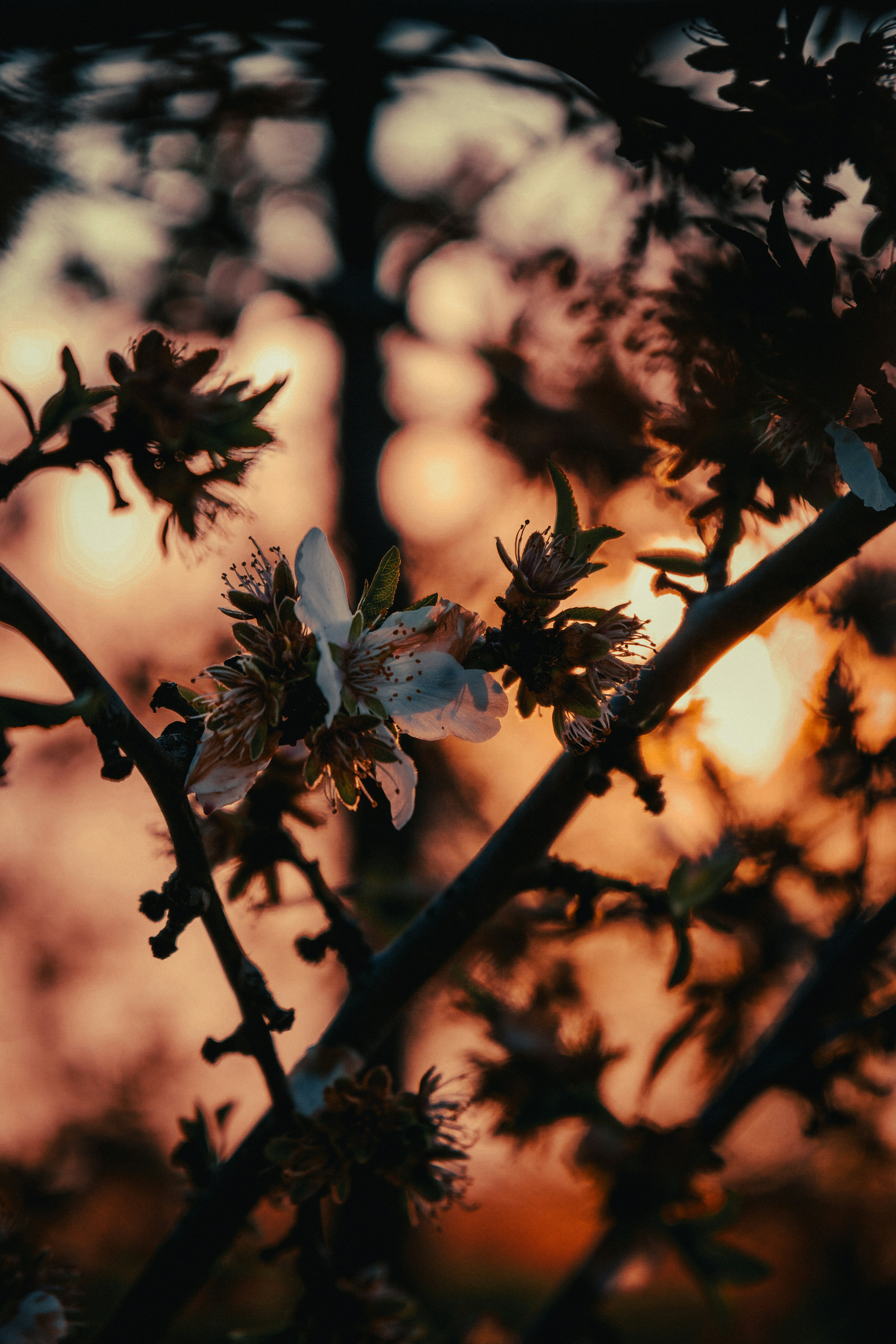 Photo by kalaniparker