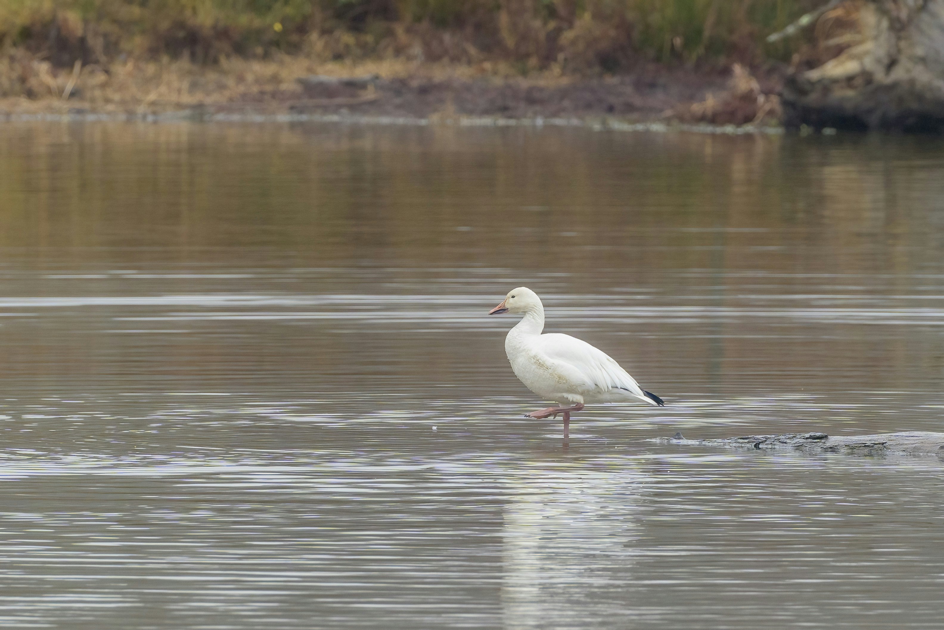 Photo by naveensnaidu25