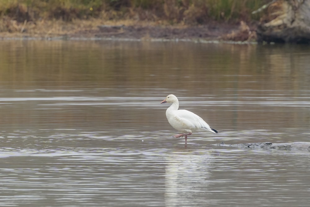 a white bird standing in the middle of a body of water