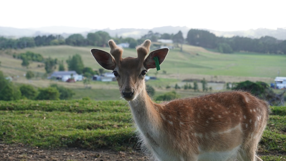 a deer standing on top of a lush green field