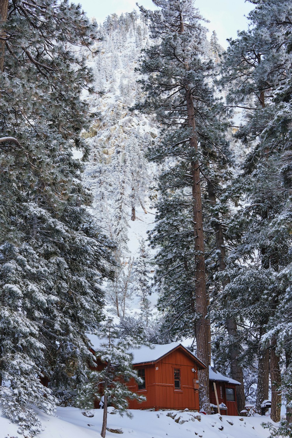 a cabin in the middle of a snowy forest