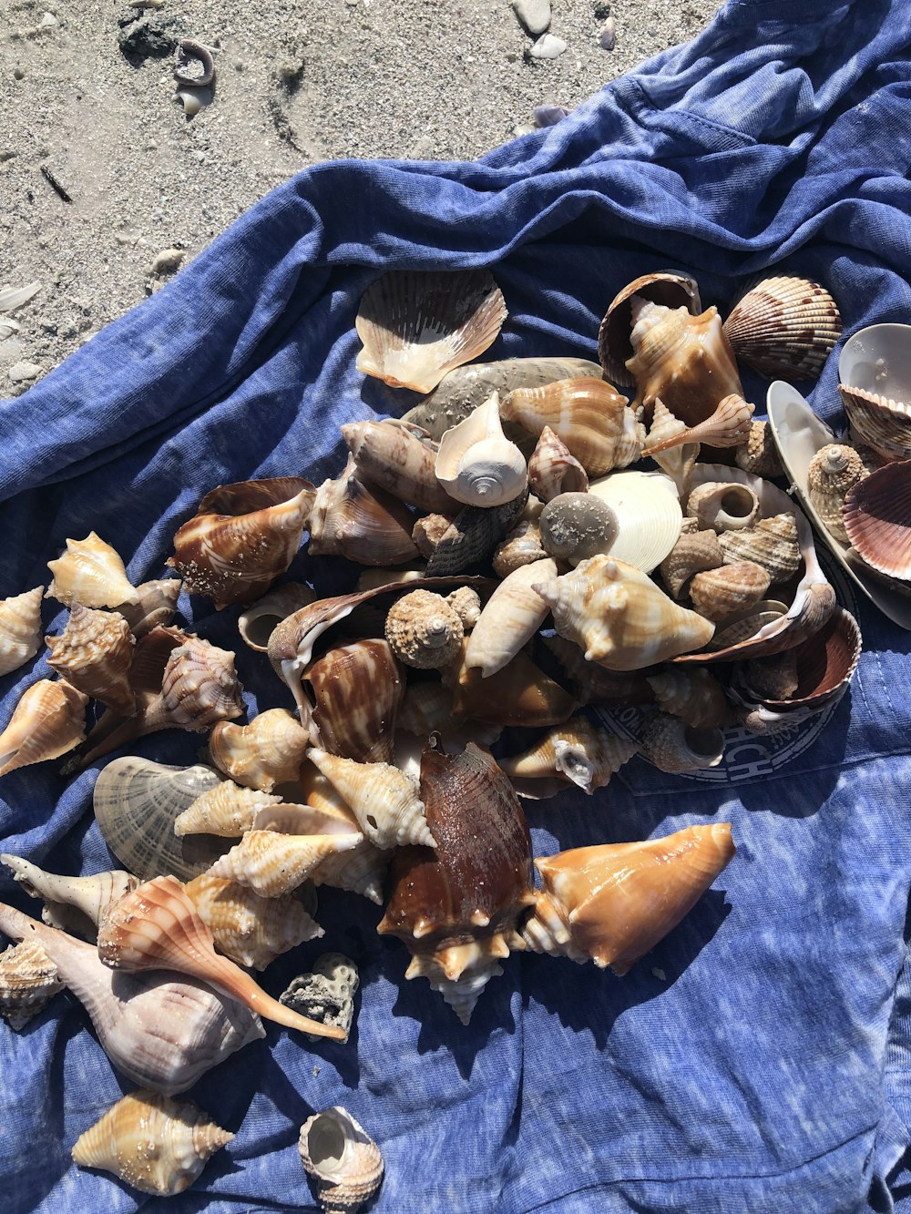 a pile of sea shells sitting on top of a blue towel
