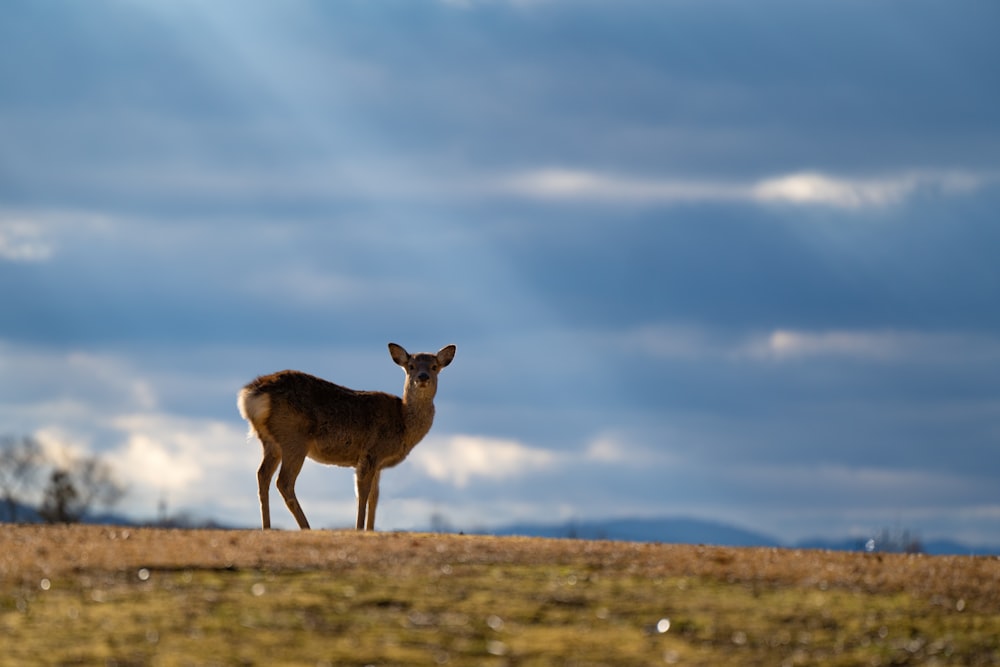 a deer standing on top of a grass covered field