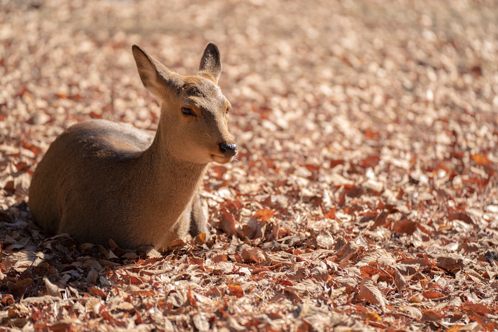 a small deer laying on top of a pile of leaves