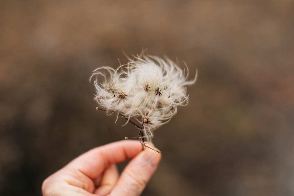 a person holding a dandelion in their hand