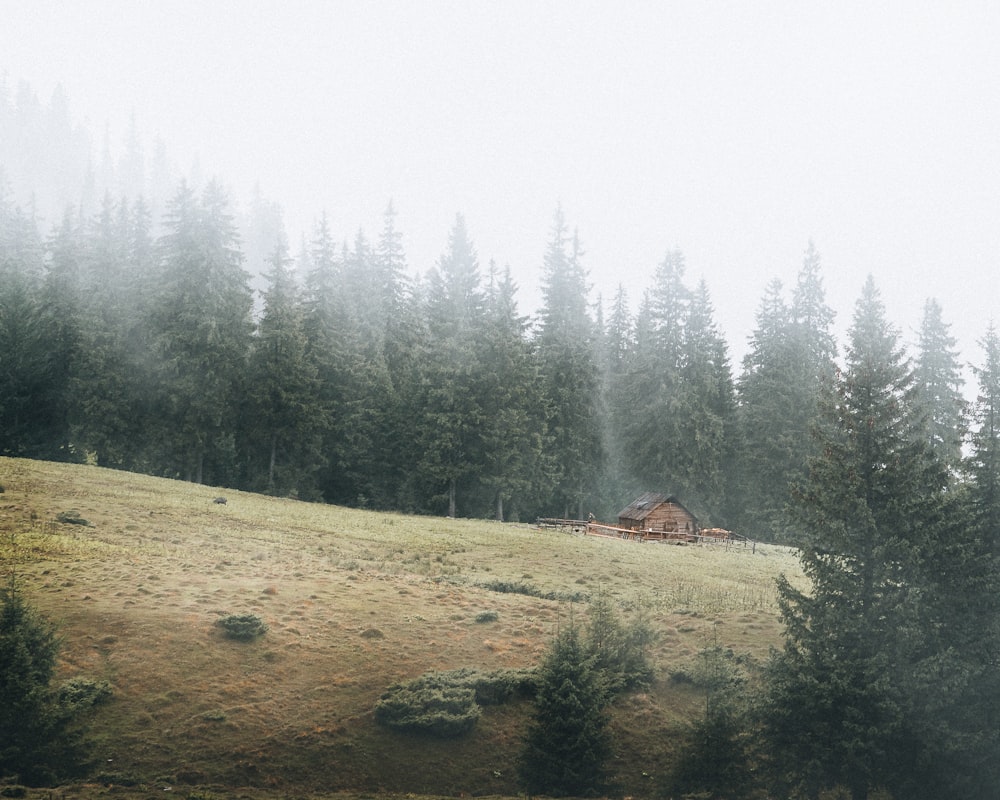 a house in the middle of a foggy forest